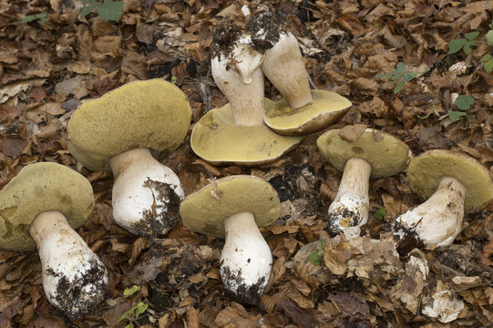Grupo de Boletus edulis