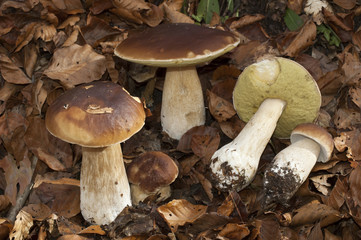 grupo de Boletus edulis
