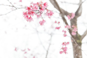 Thai sakura in mist at Phulomlo