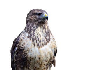 Common buzzard isolated on white (Buteo buteo)