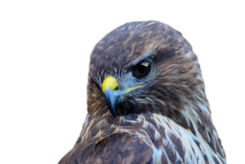 Common buzzard isolated on white (Buteo buteo)