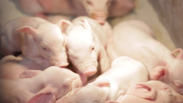Close up of many small pink suckling piglets. Pig Farm 