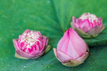 Obraz na płótnie Canvas pink lotus flower on leaves