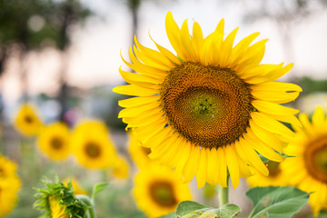 Obraz premium field of blooming sunflowers 