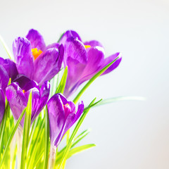 Fototapeta na wymiar First spring flowers, bouquet of purple irises