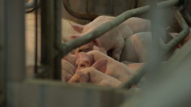 Close up of many small pink suckling piglets. Pig Farm 