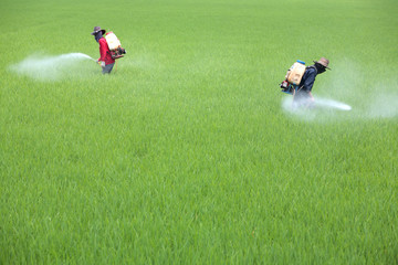 Farmer spraying pesticide on rice field