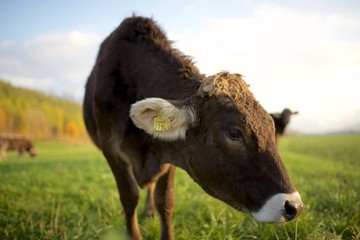 Grasen in den letzten Sonnenstrahlen 