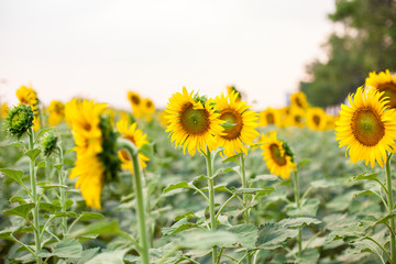 field of blooming sunflowers 