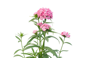 dianthus flower isolated on white background