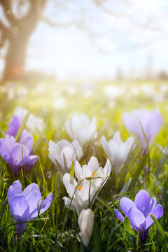art Happy Easter day;  Spring flowers on sunny field