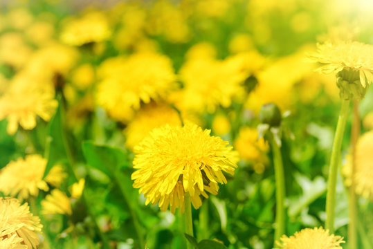Yellow dandelions on the green field