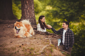 chow chow lying on the ground