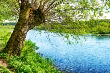 Fotobehang Big old tree on the river bank © Pavlo Vakhrushev