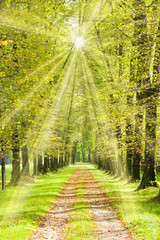 Obrazy  Aleja drzew ze ścieżką wiosną i w słońcu