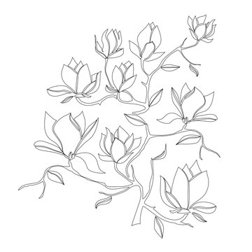 Flowering Branch of Magnolia on white background vector illustration