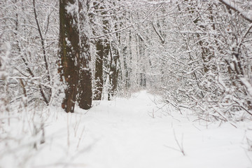 snowy trail