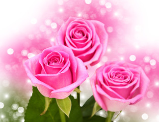Pink rose blossoms