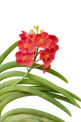Hybrids vanda  orchid isolated on white background