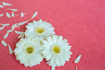 Obraz premium beautiful flowers and petals on the fabric