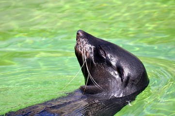 Robbe beim Rückenschwimmen