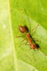 red ant in the green garden