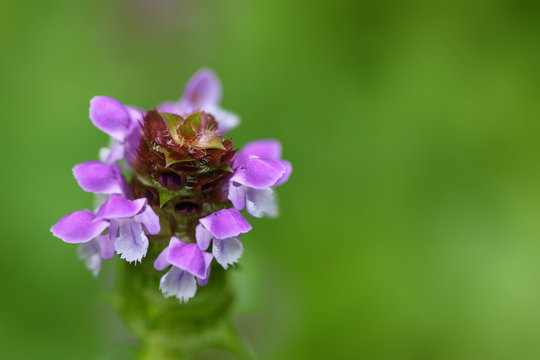 Fototapeta Self heal plant, known as Heal All and its purple flower (Prunella vulgaris) 