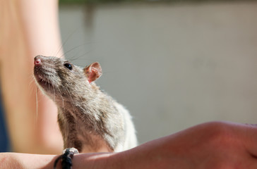Ratte schnuppert 