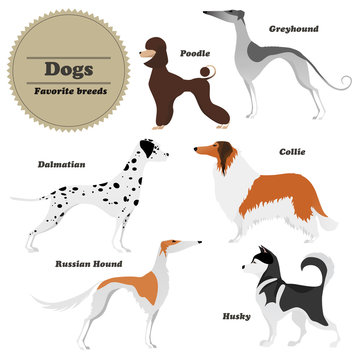 Image set of dogs Greyhound, Russian hound, Husky, Poodle, Dalmatian, Collie. Vector illustration.