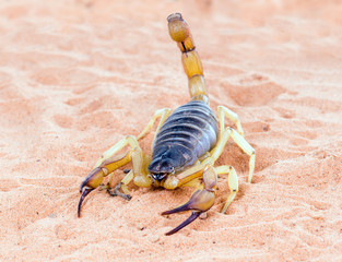 Hadrurus arizonensis, the giant desert hairy scorpion