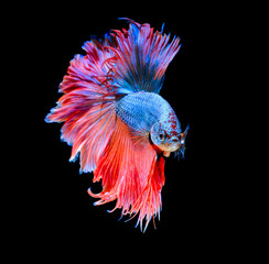 Texture of tail siamese fighting fish