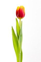 yellow tulips on a white background