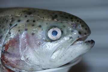 Fresh rainbow trout.
