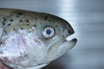 Fresh rainbow trout.
