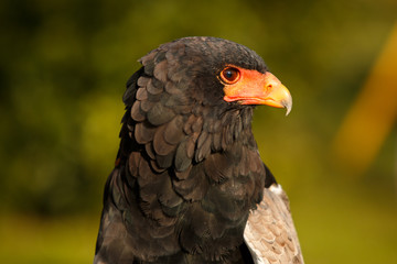 acrobat eagle red beak side face portrait .