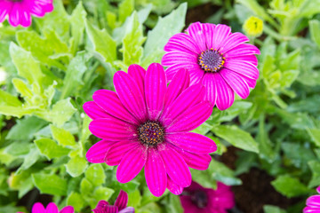 purple african daisy or cape daisy flower