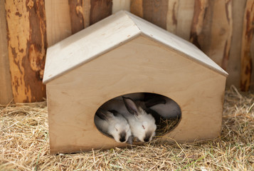White Rabbits sleep in a box