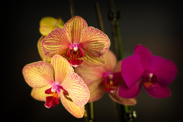 Phalaenopsis orchid