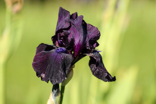 Fioletowy irys