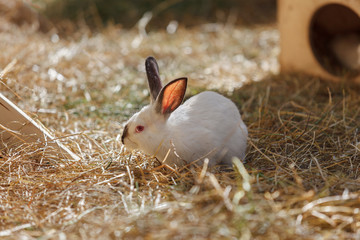 White Rabbit in the dry grass