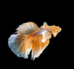 beautiful Gold fish