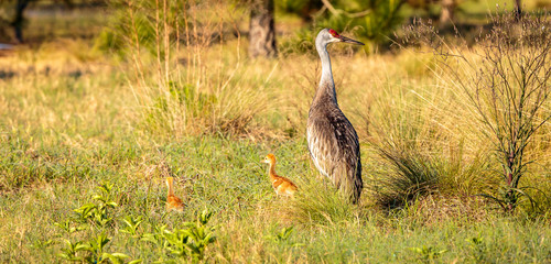 Sand Hill Cranes with Young Nature Preserve Florida