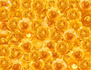 gold rose_1