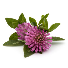 Clover or trefoil flower medicinal herbs isolated on white backg