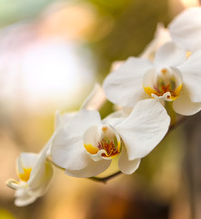 Naklejka na ściany i meble Beautiful macro white orchid in botanic garden.