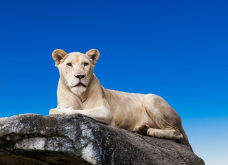 portrait of lioness.  Lioness lying on rock