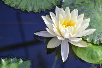 Photo sur Aluminium fleur de lotus fleur de lotus blanc qui fleurit dans l& 39 étang reflet avec l& 39 eau