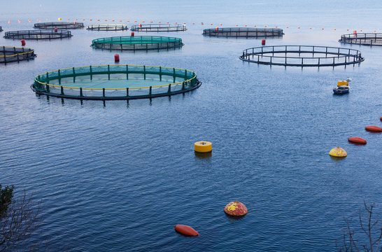 Fish farm in the Bay of Kotor. 