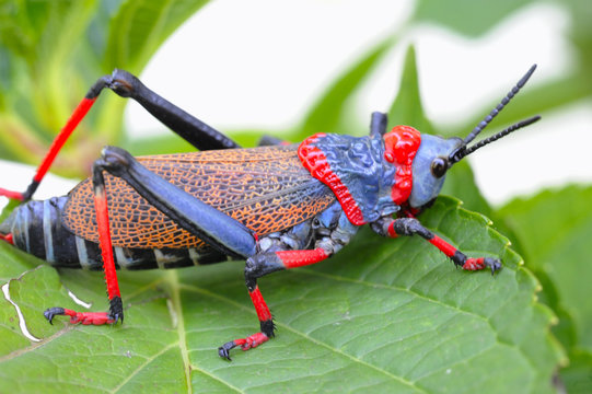 Foam Grasshopper. Pyrgomorphidae. The bright colours are warning to predators that they are evil tasting and foul smelling.