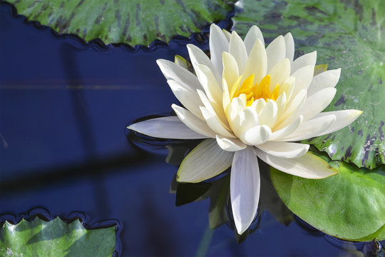 Fototapeta white lotus flower blooming  in the pond reflection with the water